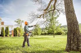 How Our Tree Care Process Works  in Southchase, FL